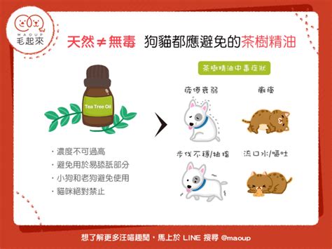 茶樹精油 寵物|【天然≠無毒】茶樹精油應避免使用在狗狗貓貓身上。